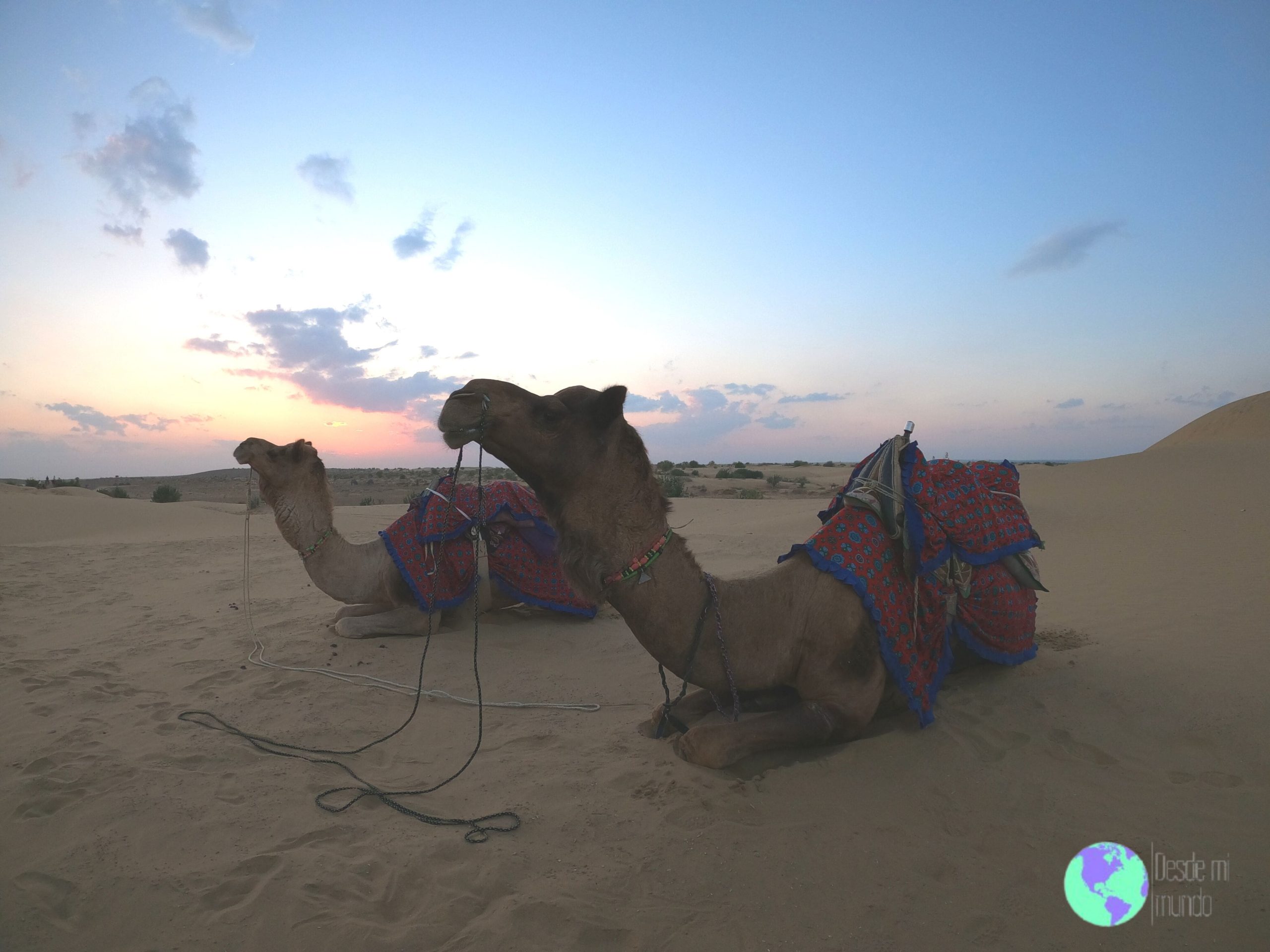El norte de la India - Camellos en el desierto de Thar - Jaisalmer - Desde Mi Mundo Blog de Viajes