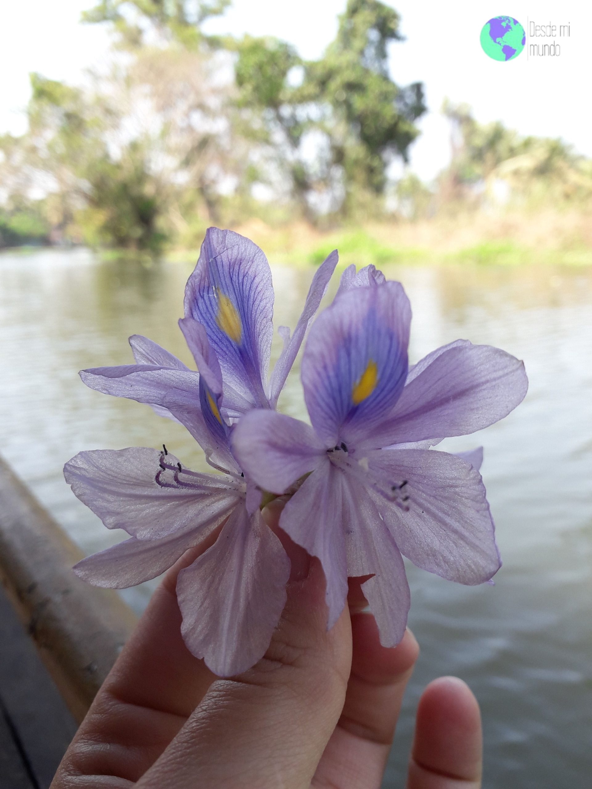Flor de loto en Backwaters - kerala - Desde Mi Mundo Blog de viajes