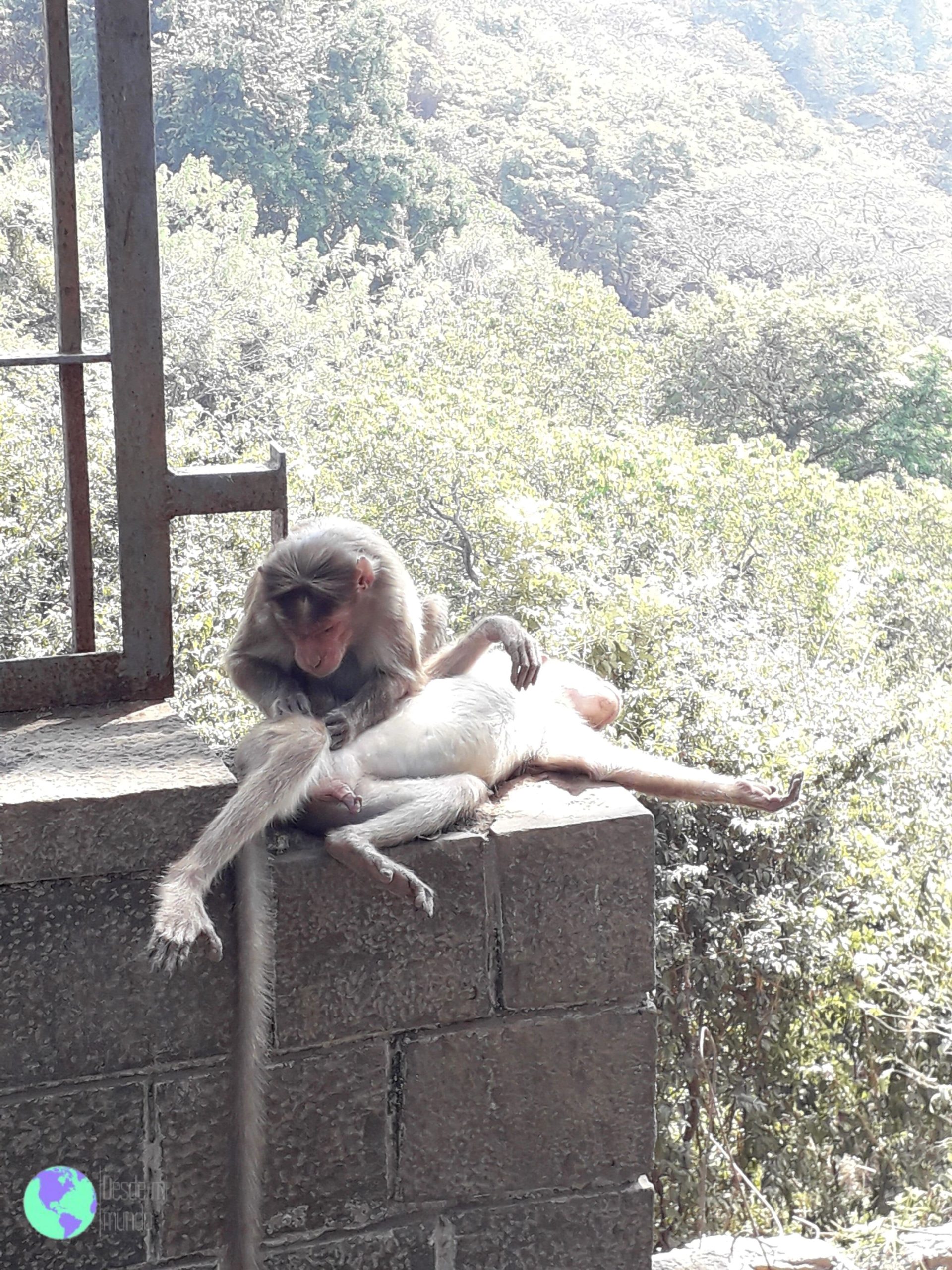 Monos en las grutas de la elefanta - Bombay - Desde mi Mundo Blog de viajes