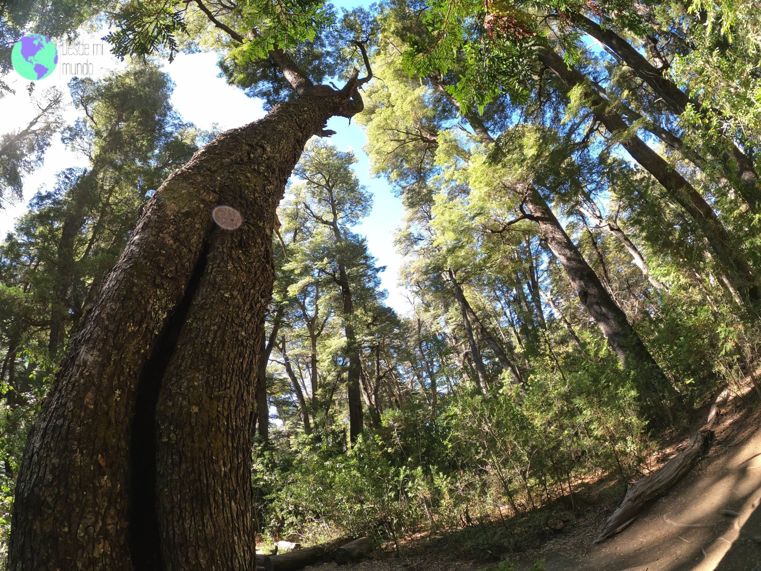 Bosque de arrayanes - Argentina - Desde mi mundo Blog de viajes