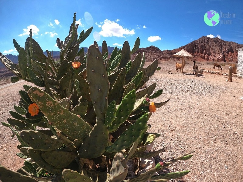 Cactus - Salta - Desde Mi Mundo Blog de Viajes