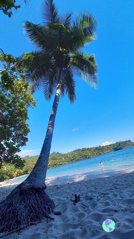 Las palmeras en Manuel Antonio - Costa Rica - Desde Mi Mundo Blog de Viajes
