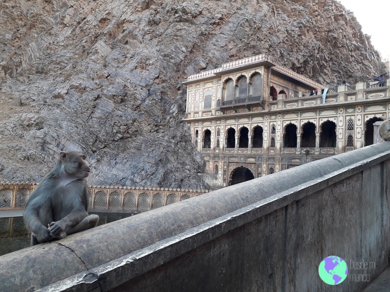 Templo de los monos - Que ver en Jaipur - Desde mi mundo Blog de viajes